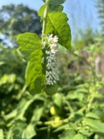 IMG_7024.jpeg