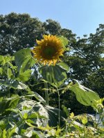 IMG_7348.jpeg
