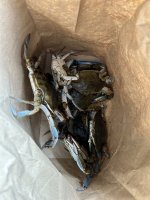IMG_7360.jpeg