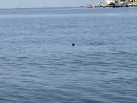 IMG_2184.jpg