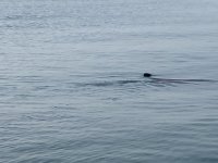 IMG_2199.jpg