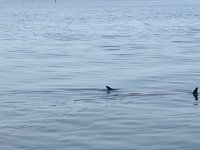 IMG_2200.jpg