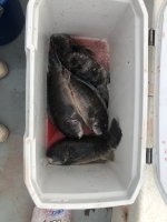 IMG_1685.jpeg