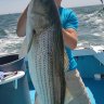Seabassslayer