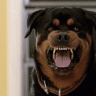 WATCHDOG