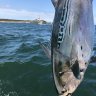 Whaler13