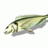 DamnFish