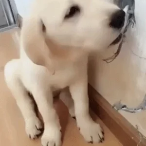 lab.gif