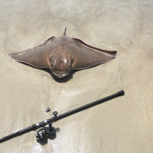 Sting Ray.JPG