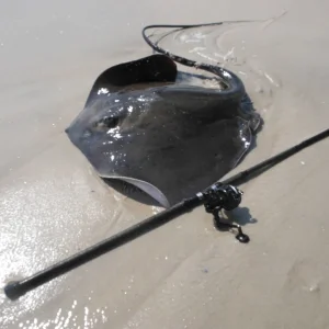 stingray 146.JPG