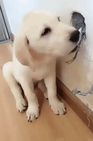 lab.gif