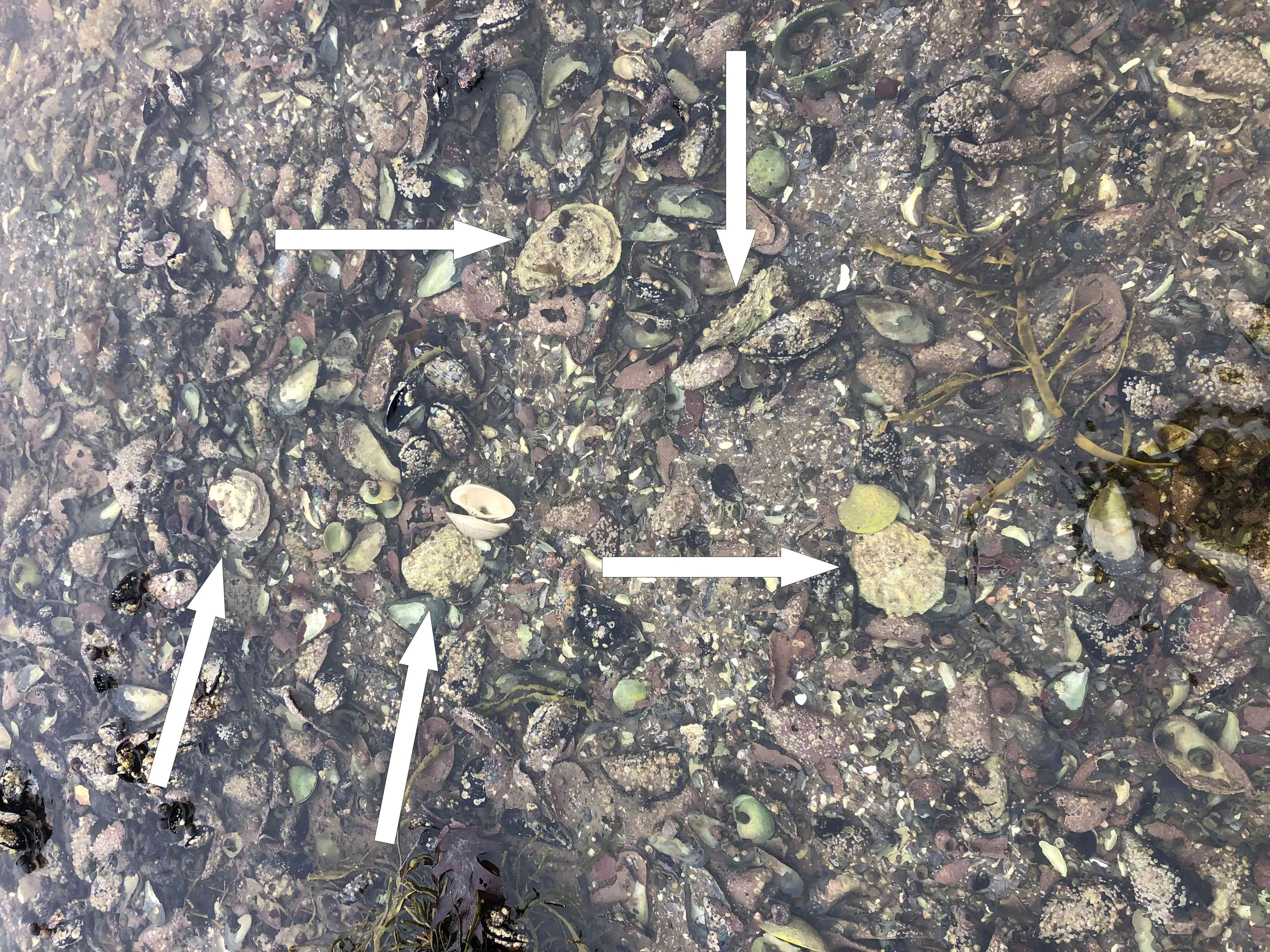 marked oyster bed.jpg
