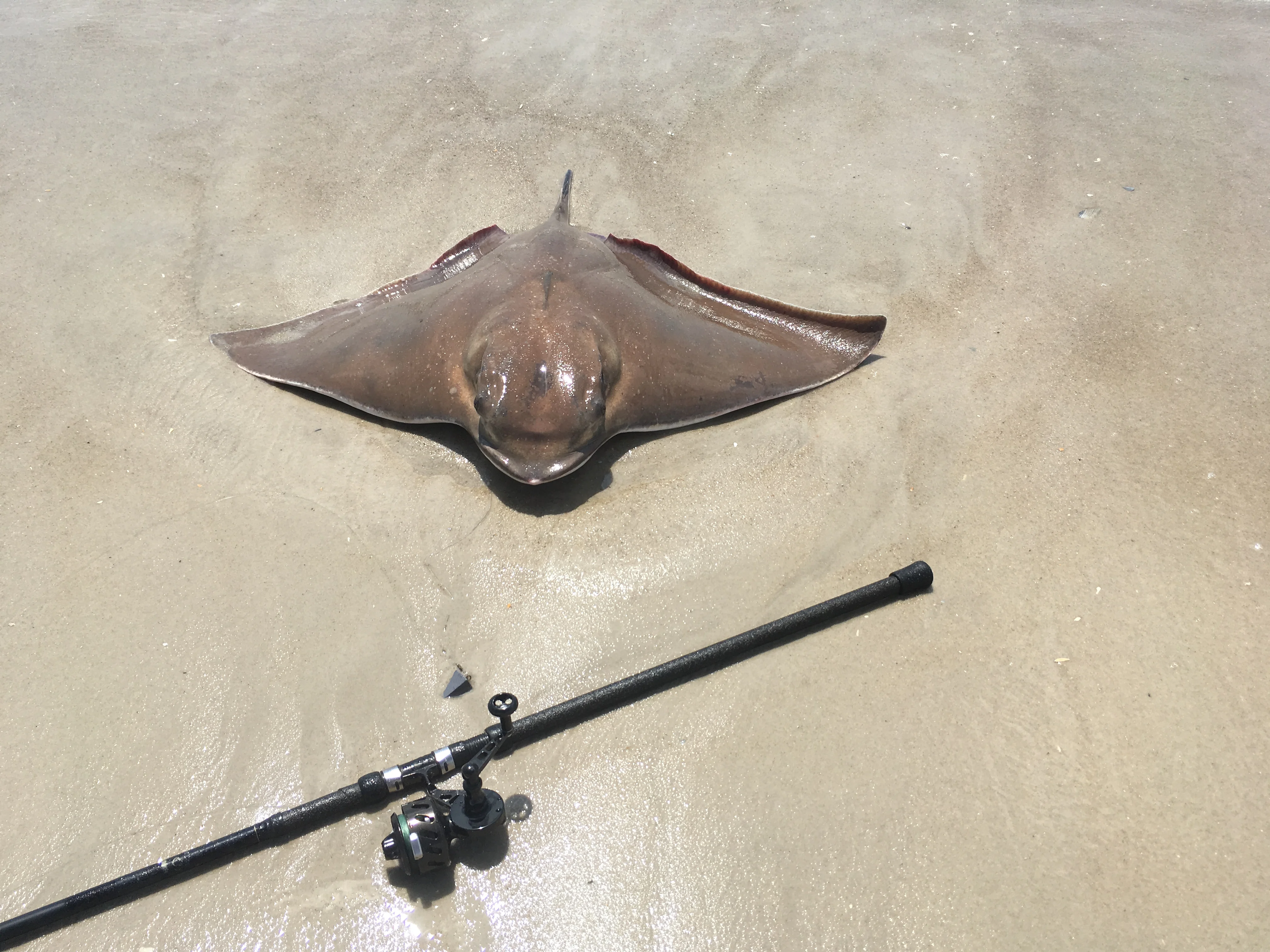 Sting Ray.JPG