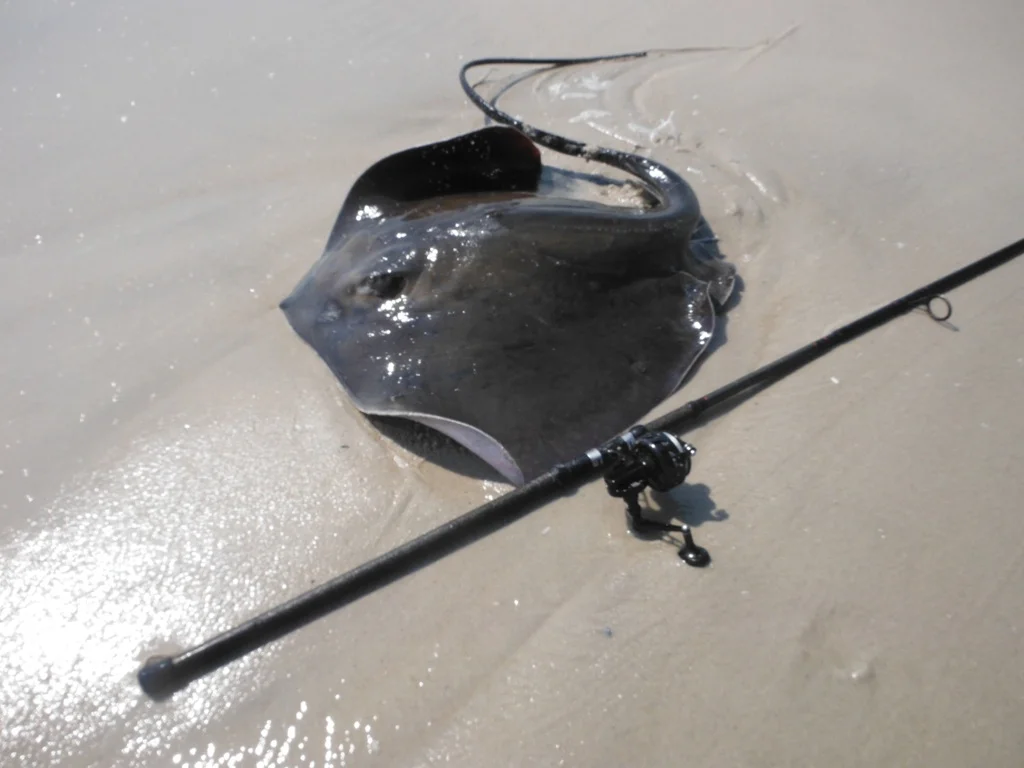 stingray 146.JPG